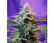 SWEET SPECIAL AUTO Sweet Seeds