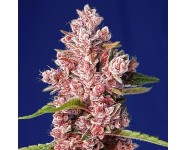 TROPICANNA POISON F1 FAST VERSION Sweet Seeds