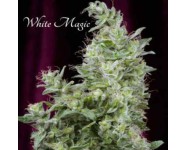 WHITE MAGIC Mandala Seeds