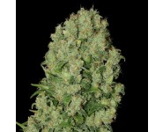 WHITE RUSSIAN Serious Seeds
