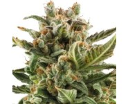 WHITE WIDOW AUTOMATIC Royal Queen Seeds