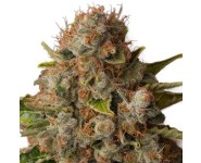 WHITE WIDOW Royal Queen Seeds