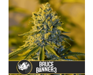 BRUCE BANNER #3 Blimburn Seeds