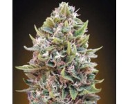 AUTO CHEESE BERRY 00 Seeds