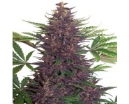 Purple Kush Buddha Seeds