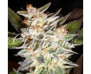Graines Cheese Candy Auto