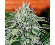 CRITICAL JACK HERER Delicious Seeds