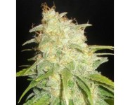 CRITICAL YUMBOLT Delicious Seeds