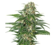 EARLY SKUNK AUTOMATIC Sensi Seeds