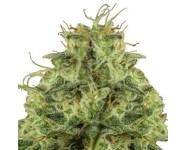 HAZE BERRY AUTOMATIC Royal Queen Seeds