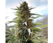 Graines Over Dawg Medical Seeds