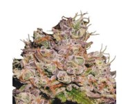 PURPLE QUEEN AUTOMATIC Royal Queen Seeds