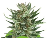 ROYAL CHEESE AUTOMATIC Royal Queen Seeds