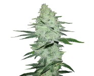SIX SHOOTER Fast Buds