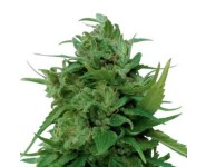 SOLOMATIC CBD Royal Queen Seeds