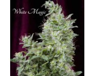 WHITE MAGIC Mandala Seeds