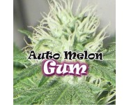 Graines feminisées Auto Melon Gum
