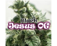 BLACK JESUS OG Dr Underground