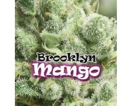 Graines feminisées Brooklyn Mango