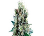 BUBBLE KUSH AUTOMATIC Royal Queen Seeds
