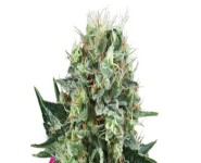 BUBBLE KUSH Royal Queen Seeds