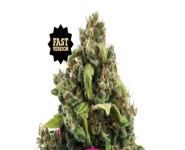 CANDY KUSH EXPRESS FAST VERSION Royal Queen Seeds