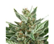 EASY BUD Royal Queen Seeds