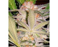 S.A.D. SWEET AFGANI DELICIOUS S1 Sweet Seeds