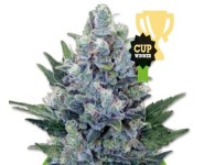 NORTHERN LIGHT AUTOMATIC Royal Queen Seeds