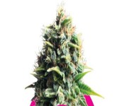 PINEAPPLE KUSH Royal Queen Seeds