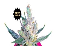 ROYAL CHEESE FAST VERSION Royal Queen Seeds