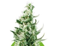 ROYAL CRITICAL AUTOMATIC Royal Queen Seeds