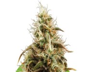 ROYAL JACK AUTOMATIC Royal Queen Seeds