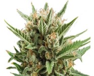 SWEET SKUNK AUTOMATIC Royal Queen Seeds