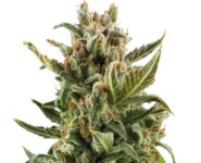 WHITE WIDOW AUTOMATIC Royal Queen Seeds