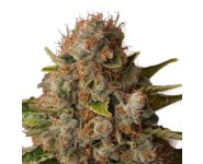 WHITE WIDOW Royal Queen Seeds