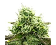 SWEET ZZ AUTOMATIC Royal Queen Seeds