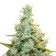 Graines AMG Royal Queen Seeds