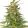 Graines Ginger Punch Auto