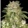 Graines cannabis Mk Ultra 