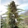 Graines Over Dawg Medical Seeds