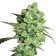 Graines cannabis Super Skunk