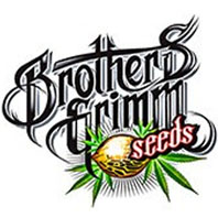 Semillas Brothers Grimm Seeds